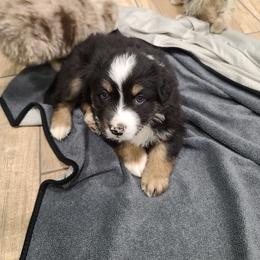 Australian Shepherd Puppies from Whitfarm Aussies