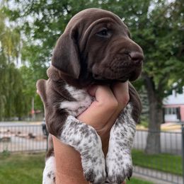 Olive - Liver and white female German Shorthaired Pointer puppy in Worland, Wyoming from Juniper Ridge Pointers