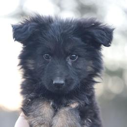 Red Collar - Brinks - Black and red male German Shepherd puppy in Augusta, West Virginia from Cricket Hollow Canines