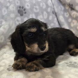 Gizmo - Black and cream male Dachshund puppy in Tonopah, Arizona from Desert Diamond Dachshunds