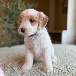 Benedict - Parti male Goldendoodle puppy in Barstow, California from Golden Desert Doodles