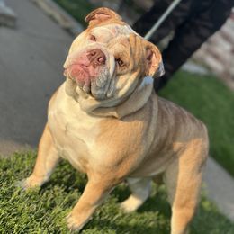 Niko - Bulldog