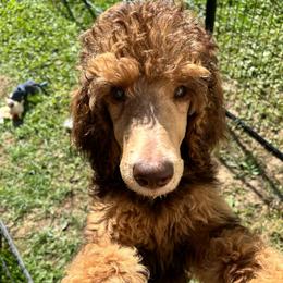 Margot Robbie - Phantom female Poodle puppy in Mount Gilead, Ohio from Cats Creek Standard Poodles