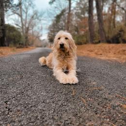 Molly - Goldendoodle