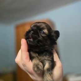 Girl 1 - Brindle female Shih Tzu puppy in Norris City, Illinois from Dainty and Darling Shih Tzu