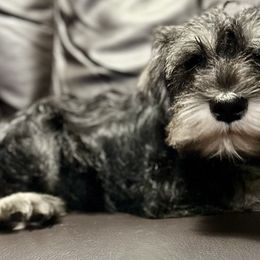 Miniature Schnauzer Puppies from Patty’s Little Pups