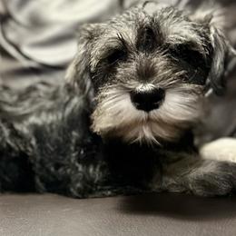 Miniature Schnauzer Puppies from Patty’s Little Pups