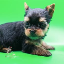 Yorkshire Terrier Puppies from Essence of Grace Yorkies