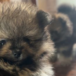 Pomeranians from Very Happy Ranch