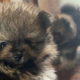 Pomeranians from Very Happy Ranch