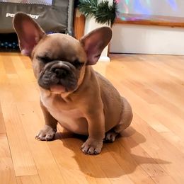 Bulldog and French Bulldog Puppies from Classic BullyZ Kompound