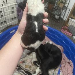 Golden Retriever and Greyhound Puppies from K and E Kennels