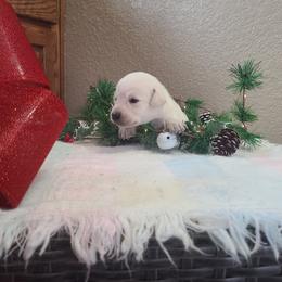 Yana - Labrador Retriever puppy from Marlene's Labrador Retrievers