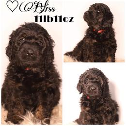 Double Doodle, Goldendoodle, and Sheepadoodle Puppies from Shaw Spring's Canines