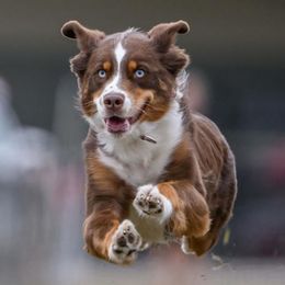 Juno - Australian Shepherd