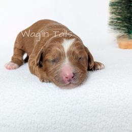 Holly - Red female Cavapoo puppy in Amboy, Indiana from Wag'in Tails