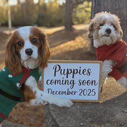 Cavapoo puppies from Crystal Coast Cavapoodles