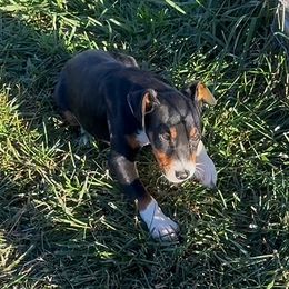 Black and Tan - Black tan and white male Rat Terrier puppy in Denver, Colorado from K2 RAT TERRIERS (COLORADO)