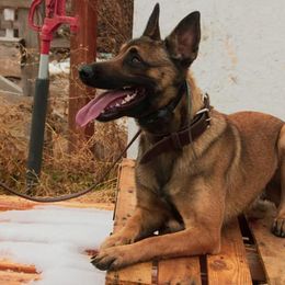 Belgian Malinois, Dutch Shepherds, and xDutch Shepherds from Raw Nature K9