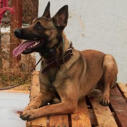 Belgian Malinois, Dutch Shepherds, and xDutch Shepherds from Raw Nature K9