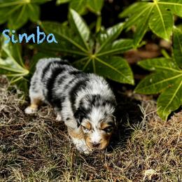 Simba - Blue merle male Australian Shepherd puppy in Blythewood, South Carolina from One Tribe Aussies