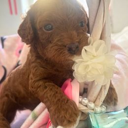 Poodle Puppies from Red toy poodles