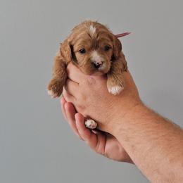 Kit Kat - Apricot female Cavapoo puppy in South Jordan, Utah from Lucky Doodle Pups
