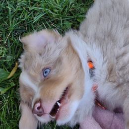CHIFFCHAFF - Red merle Miniature Australian Shepherd puppy in Omak, Washington from Willow Flats Kennels
