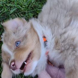 CHIFFCHAFF - Red merle Miniature Australian Shepherd puppy in Omak, Washington from Willow Flats Kennels