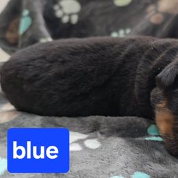 Blue boy - Black and tan male Rottweiler puppy in Lake City, Florida from Haus Der Wut Kennels