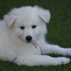 Berger Blanc Suisse Puppies from Absolute Dream White Swiss Shepherds