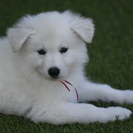 Berger Blanc Suisse Puppies from Absolute Dream White Swiss Shepherds