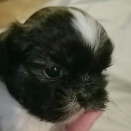 French Bulldog and Shih Tzu Puppies from Grandma Ts precious puppies