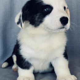Boy 1 - Black and white male Cardigan Welsh Corgi puppy in Huntington Beach, California from Gingerbread