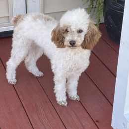 Lola - Poodle