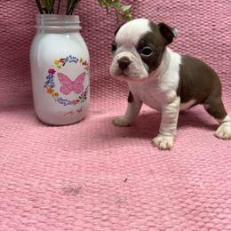 Girl 3 - Seal and white female Boston Terrier puppy in Chillicothe, Ohio from 740 kennels
