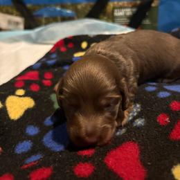 Boy 3 - Chocolate and tan male Dachshund puppy in Flint, Michigan from Matthews Dachshunds