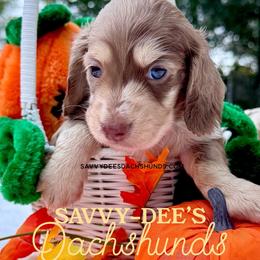 Smores(3800 AKC pet) - Dapple male Dachshund puppy in Augusta, Arkansas from Savvy-Dee's Dachshunds