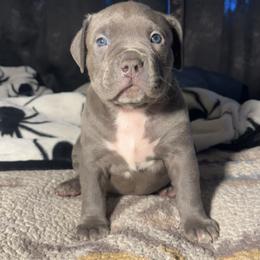American Bully Puppies from M&M XL Bully Kennel