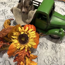 Autumn - Sable and white female Shetland Sheepdog puppy in Tuscumbia, Alabama from Agee's World of Shelties