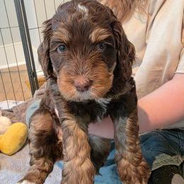 Hazel - Tri-color female Bernedoodle puppy in Malden, Illinois from Doting Doodles