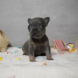 Tina - Blue female French Bulldog puppy in Citrus Heights, California from Cali Rooted Bullyz
