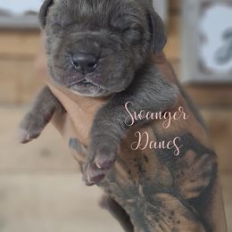 Pink collar blue female - Blue female Great Dane puppy in Norwalk, Ohio from Swanger Danes
