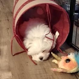 Maltese Puppies from TCBs Glowing Maltese