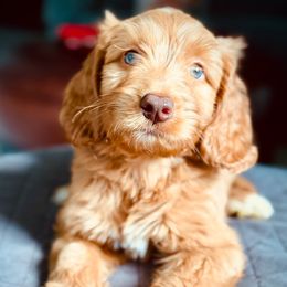 Hans - Caramel red male Australian Labradoodle puppy in Stanwood, Washington from Victoria Creek Australian Labradoodles