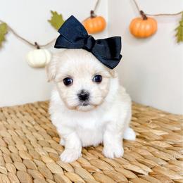 Dottie - White female Maltese puppy in Morehead, Kentucky from Paw Perfect Pets