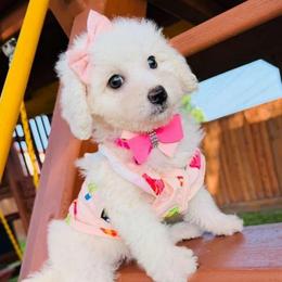 SKY - White female Maltipoo puppy in Sugar Land, Texas from Celebrity Maltipoos