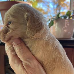 Boy 2 - Cream male Dachshund puppy in Gouverneur, New York from Dack Dachshunds