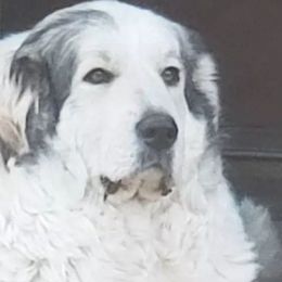 Cristal - Great Pyrenees