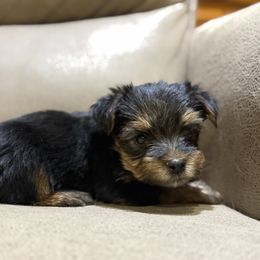 Boy 3 - Black and tan male Yorkshire Terrier puppy in Delta, Colorado from SATA Kennels